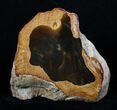 Free Standing Petrified Wood - Rogers Mountain, Oregon #3201-1